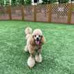 小型犬のご飯