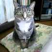 にーにーねこ
