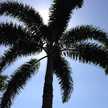 maguey