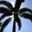 maguey