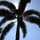 maguey maguey