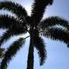maguey