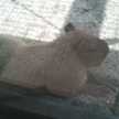 capy