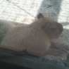 capy