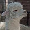alpaca ya