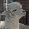 alpaca ya