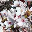 サクラ♡桜♡さくら