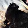 ★☆黒猫屋☆★