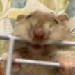 ちびねこ61