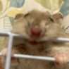 ちびねこ61 ちびねこ61