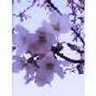 桜ｓａｋｕｒａ
