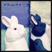 ＊＊Lapin＊＊