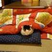 おこたちゅ