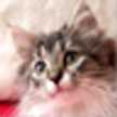 銀猫萌