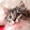 銀猫萌 銀猫萌