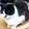 にゃんぶる