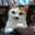 silver cat