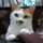 silver cat