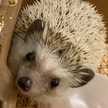 ケミカルウェポン