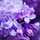 Lilac11