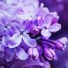 Lilac11
