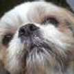 poohchan
