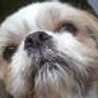 poohchan