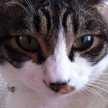 gatto★