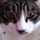 gatto★