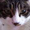 gatto★