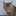 哲学する猫 哲学する猫