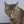 哲学する猫