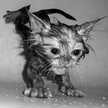 Sugarlesscat.