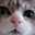 cattail312