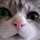 cattail312