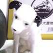 mi・sato