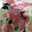 airose