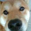 祐希いと