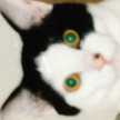 ちび丸にゃん