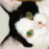 ちび丸にゃん