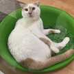 バナ猫