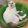 バナ猫