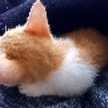 ちぃちゃんはチクワ