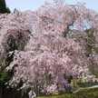 momome0203