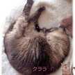 クララLove