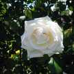 magicrose