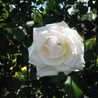magicrose