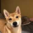 Shiba-Inu-Momo