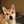 Shiba-Inu-Momo