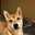 Shiba-Inu-Momo